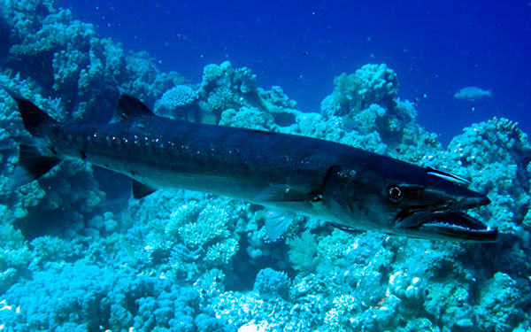 %_tempFileNameIMG_7177%