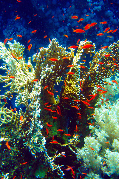 %_tempFileNameIMG_7186%