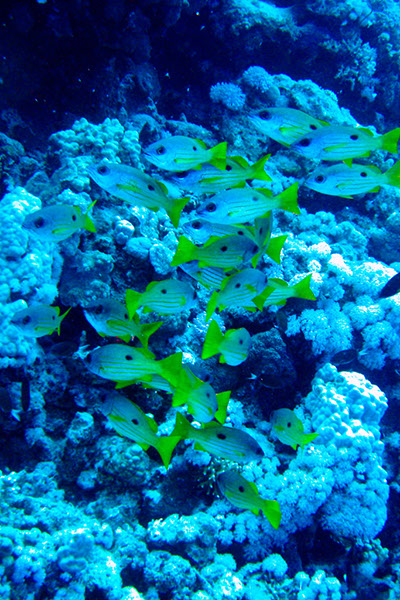 %_tempFileNameIMG_7188%