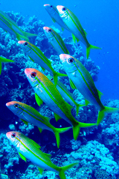 %_tempFileNameIMG_7205%